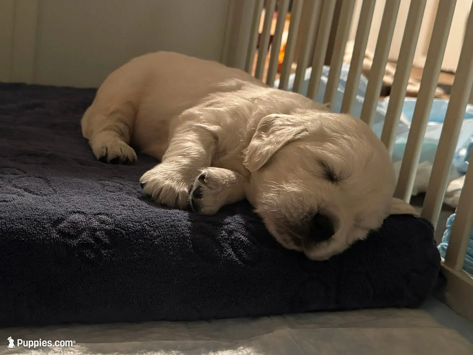  Daisy - Pink Collar, a female English Cream Golden Retriever for sale in Weidman, MI – 4 of 10