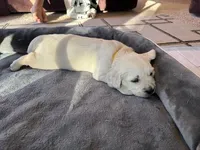 Rex - Yellow Collar, a male English Cream Golden Retriever for sale in Weidman, MI – 6 of 10