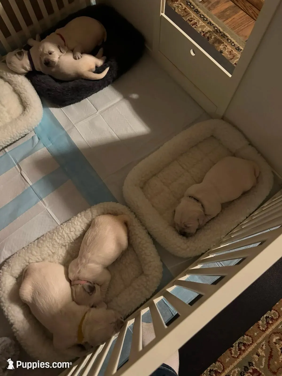  Daisy - Pink Collar, a female English Cream Golden Retriever for sale in Weidman, MI – 6 of 10