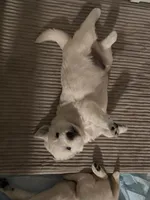 Lily - Purple Collar, a female English Cream Golden Retriever for sale in Weidman, MI – 2 of 10