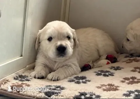  Daisy - Pink Collar, a female English Cream Golden Retriever for sale in Weidman, MI – 2 of 10