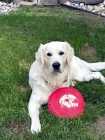  Dozer - Black Collar, a male English Cream Golden Retriever for sale in Weidman, MI – 9 of 10
