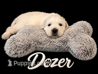  Dozer - Black Collar – English Cream Golden Retriever puppy for sale in Weidman, MI
