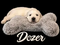  Dozer - Black Collar, a male English Cream Golden Retriever for sale in Weidman, MI – 1 of 10