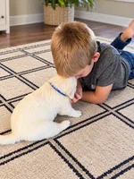 Echo - Blue Collar, a male English Cream Golden Retriever for sale in Weidman, MI – 2 of 6