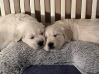 Lily - Purple Collar, a female English Cream Golden Retriever for sale in Weidman, MI – 4 of 10