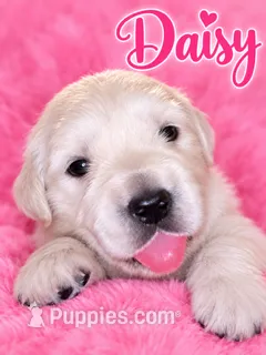  Daisy - Pink Collar – English Cream Golden Retriever puppy for sale in Weidman, MI