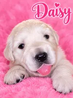  Daisy - Pink Collar, a female English Cream Golden Retriever for sale in Weidman, MI – 1 of 10