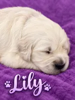 Lily - Purple Collar, a female English Cream Golden Retriever for sale in Weidman, MI – 1 of 10