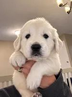Lily - Purple Collar, a female English Cream Golden Retriever for sale in Weidman, MI – 3 of 10