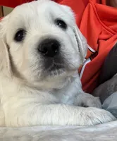Rex - Yellow Collar, a male English Cream Golden Retriever for sale in Weidman, MI – 3 of 10