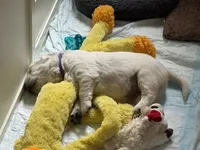 Lily - Purple Collar, a female English Cream Golden Retriever for sale in Weidman, MI – 5 of 10