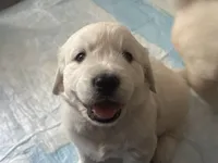 Rex - Yellow Collar, a male English Cream Golden Retriever for sale in Weidman, MI – 2 of 10