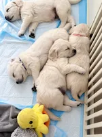  Dozer - Black Collar, a male English Cream Golden Retriever for sale in Weidman, MI – 6 of 10