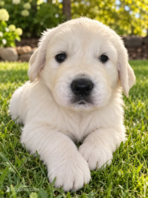 Echo - Blue Collar – English Cream Golden Retriever puppy for sale in Weidman, MI