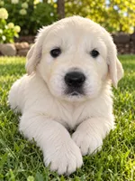 Echo - Blue Collar, a male English Cream Golden Retriever for sale in Weidman, MI – 1 of 6
