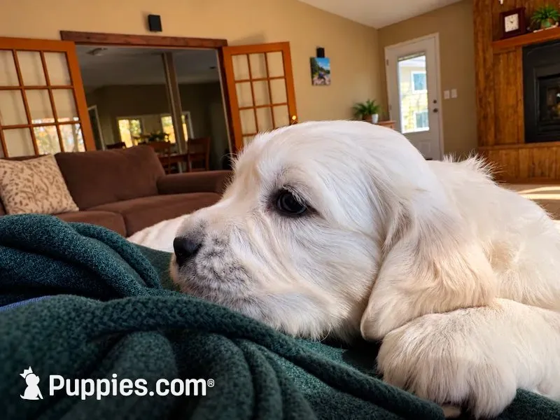  Daisy - Pink Collar, a female English Cream Golden Retriever for sale in Weidman, MI – 3 of 10