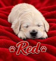 Red - Red Collar, a male English Cream Golden Retriever for sale in Weidman, MI – 1 of 10