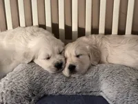 Red - Red Collar, a male English Cream Golden Retriever for sale in Weidman, MI – 4 of 10