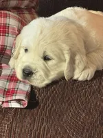  Dozer - Black Collar, a male English Cream Golden Retriever for sale in Weidman, MI – 2 of 10