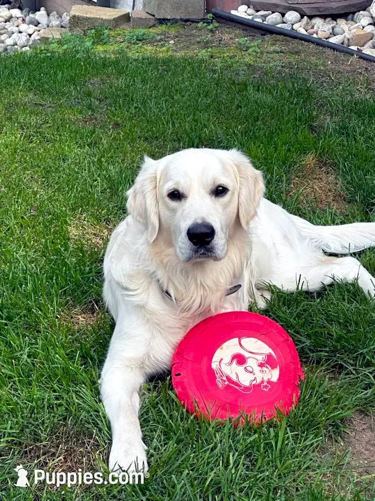  Daisy - Pink Collar, a female English Cream Golden Retriever for sale in Weidman, MI – 9 of 10