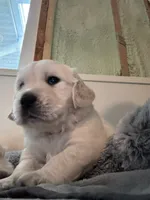  Dozer - Black Collar, a male English Cream Golden Retriever for sale in Weidman, MI – 5 of 10