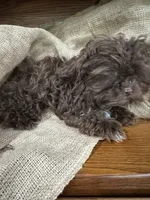 Zach, a male Shihpoo for sale in Wichita, KS – 5 of 5