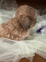Jet, a male Shih Tzu for sale in Wichita, KS – 5 of 6