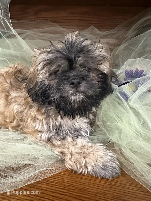 Moose – Shih Tzu puppy for sale in Wichita, KS