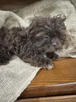 Zach, a male Shihpoo for sale in Wichita, KS – 2 of 5