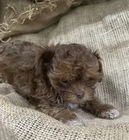 Jet, a male Shihpoo for sale in Wichita, KS – 2 of 4