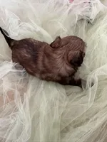 Rover , a male Shih Tzu for sale in Wichita, KS – Photo 5 of 5