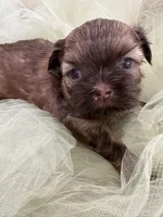 Rover , a male Shih Tzu for sale in Wichita, KS – Photo 3 of 5