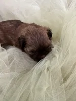 Rover , a male Shih Tzu for sale in Wichita, KS – Photo 4 of 5