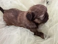 Rover , a male Shih Tzu for sale in Wichita, KS – Photo 2 of 5