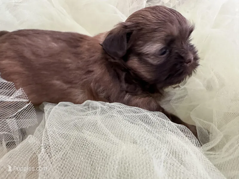 Rover  – Shih Tzu puppy for sale in Wichita, KS