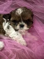 Ally, a female Shih Tzu for sale in Wichita, KS – 2 of 4