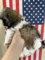 Roy, a male Shih Tzu for sale in Wichita, KS – 4 of 5