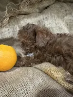 Jet, a male Shihpoo for sale in Wichita, KS – 3 of 4