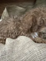 Jojo, a male Shihpoo for sale in Wichita, KS – 3 of 3