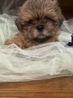Jet, a male Shih Tzu for sale in Wichita, KS – 2 of 6