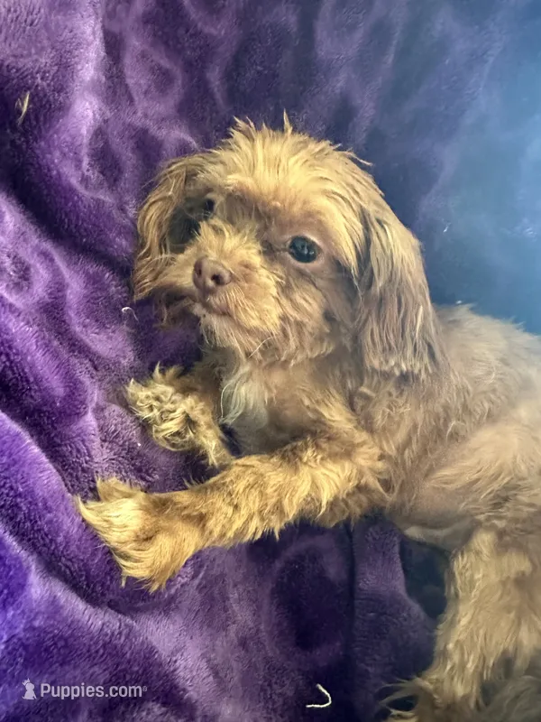 Ted – Shihpoo puppy for sale in Wichita, KS