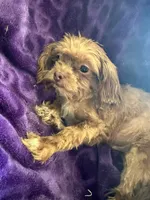 Ted, a male Shihpoo for sale in Wichita, KS – 1 of 4