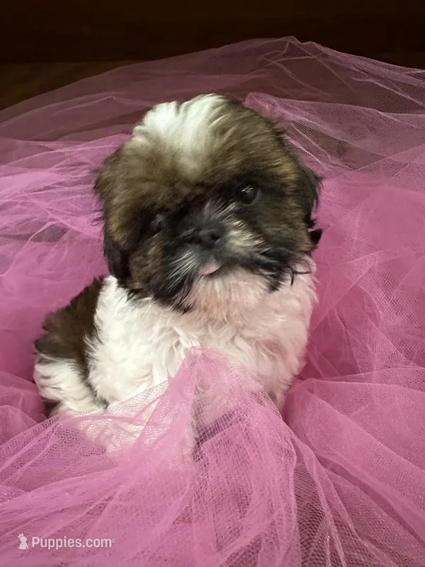 Julie  – Shih Tzu puppy for sale in Wichita, KS