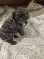 Cocoa, a male Shihpoo for sale in Wichita, KS – 2 of 2