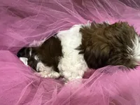 Julie , a female Shih Tzu for sale in Wichita, KS – 2 of 4