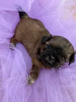 Rose , a female Shih Tzu for sale in Wichita, KS – Photo 2 of 5