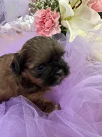 Rose , a female Shih Tzu for sale in Wichita, KS – Photo 3 of 5