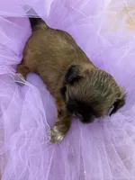 Rose , a female Shih Tzu for sale in Wichita, KS – Photo 5 of 5