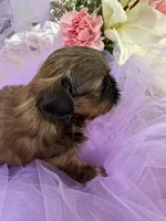Rose , a female Shih Tzu for sale in Wichita, KS – Photo 4 of 5